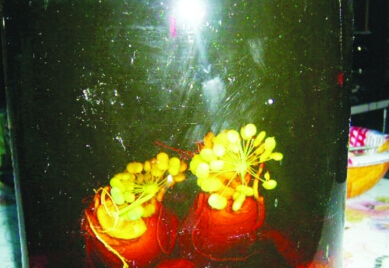 人参泡酒二十年 生出白色嫩芽并开了一簇人参花