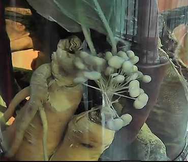 人参泡酒二十年 生出白色嫩芽并开了一簇人参花